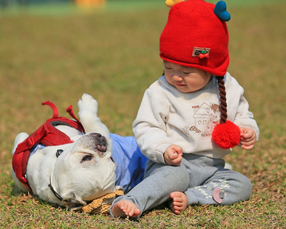 2022 World Dog Press Association Photo Competition Winners